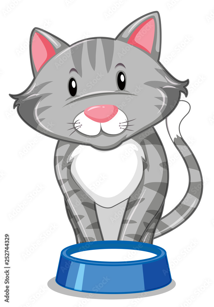 一只带食物托盘的灰猫