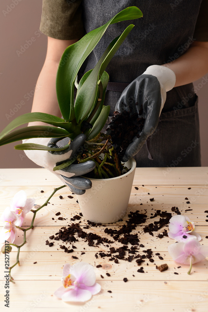 Woman transplanting orchid at table