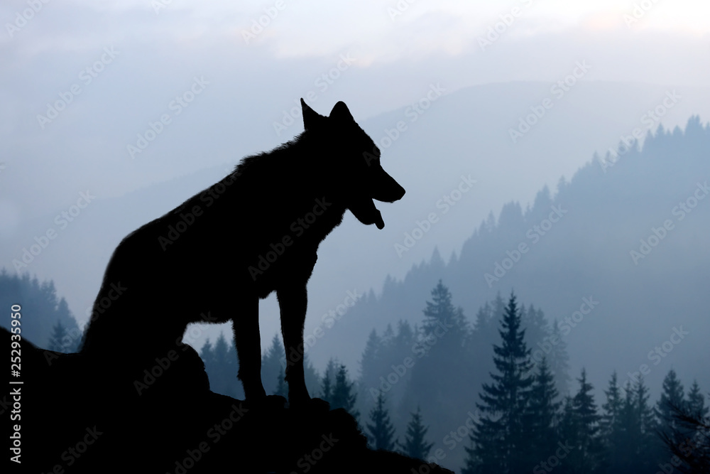 Wolf silhouette on mountains background