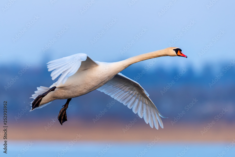 Swan on blue lake water in sunny day