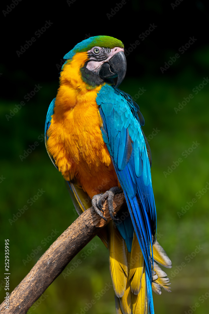 鹦鹉（严重的Macaw）坐在树枝上