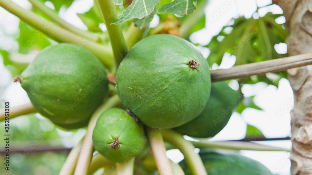 番木瓜树——一种广泛种植的木瓜，也称为木瓜或木瓜，是一种热带水果。