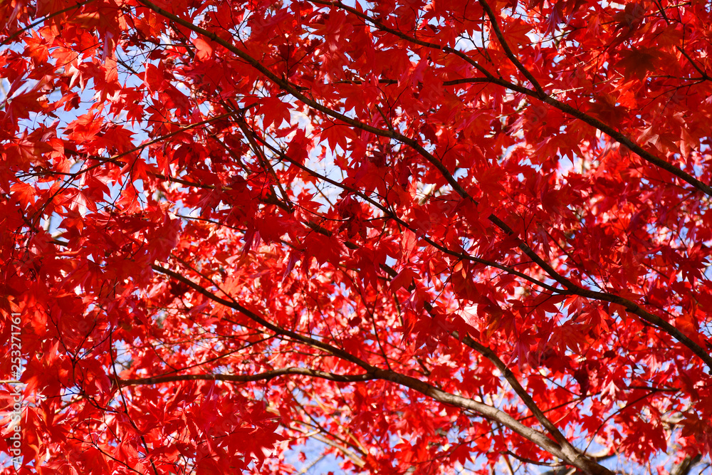 red maple leaves in autumn background, serene moment under the tree and clear blue sky