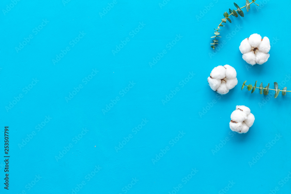 Flowers and leaves layout. Cotton near eucalyptus branches on blue background top view, flat lay cop