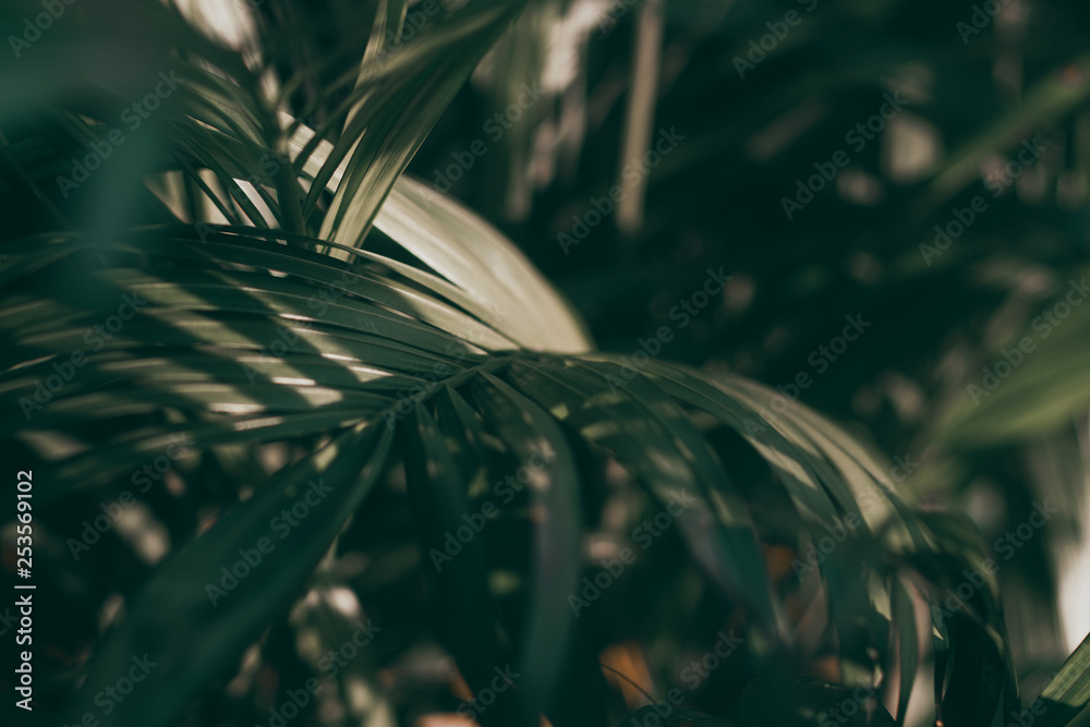模糊的热带绿叶背景，深色色调主题。