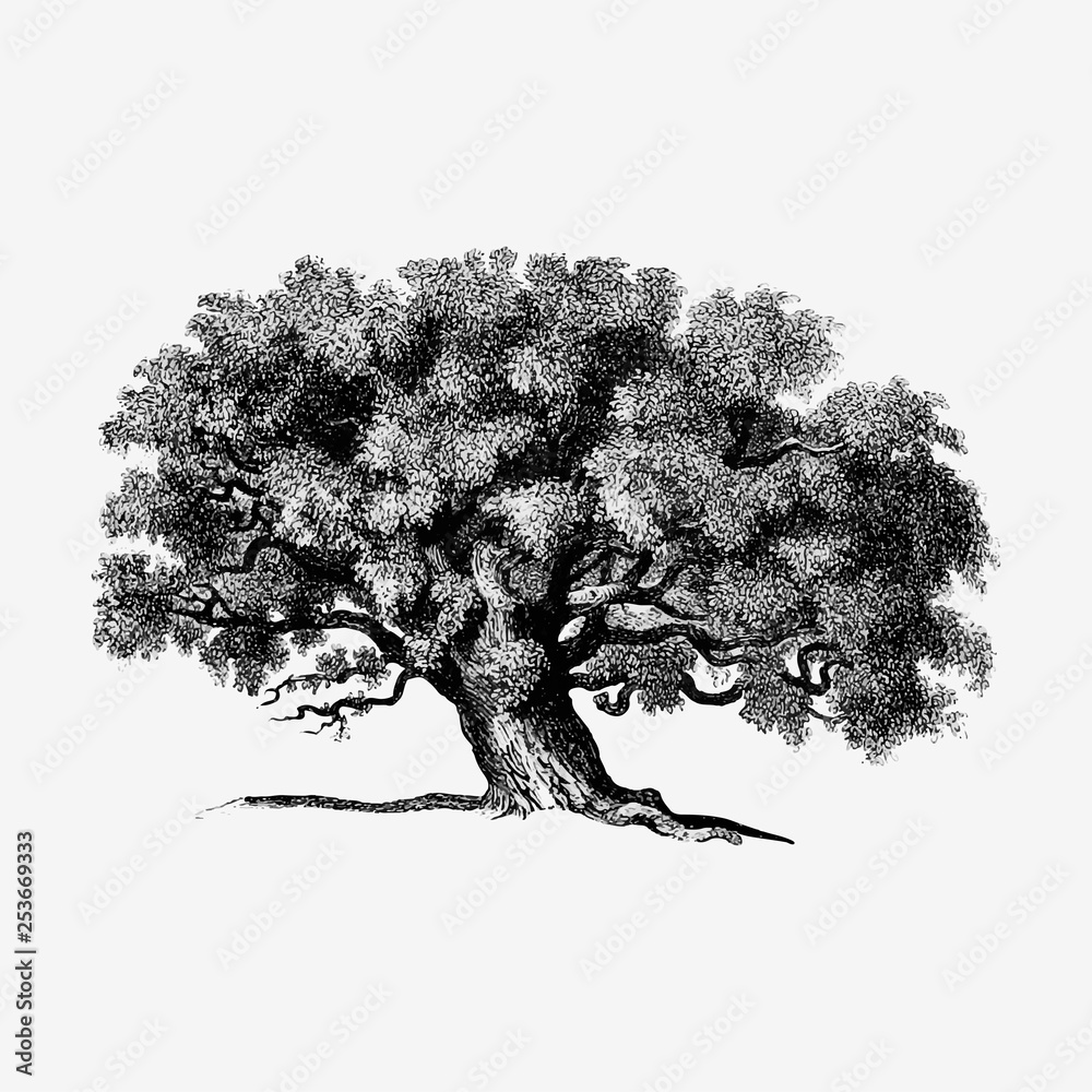 复古树插图
