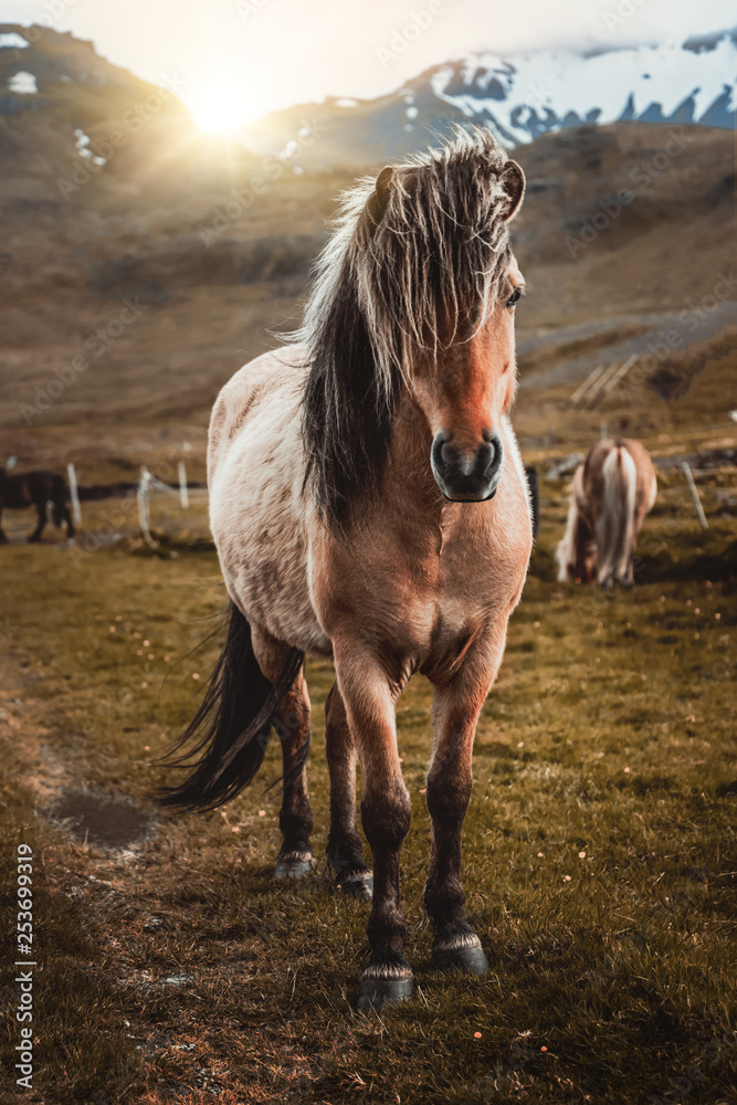 冰岛风景区自然景观领域的冰岛马。冰岛马是o品种