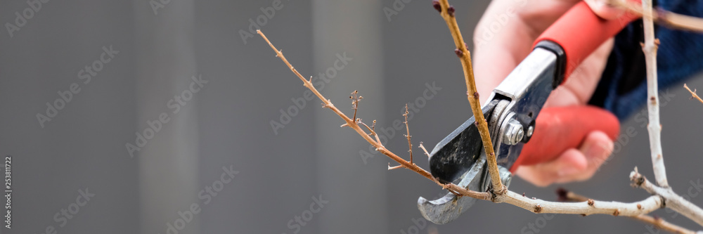 Pruning tree branches early in spring