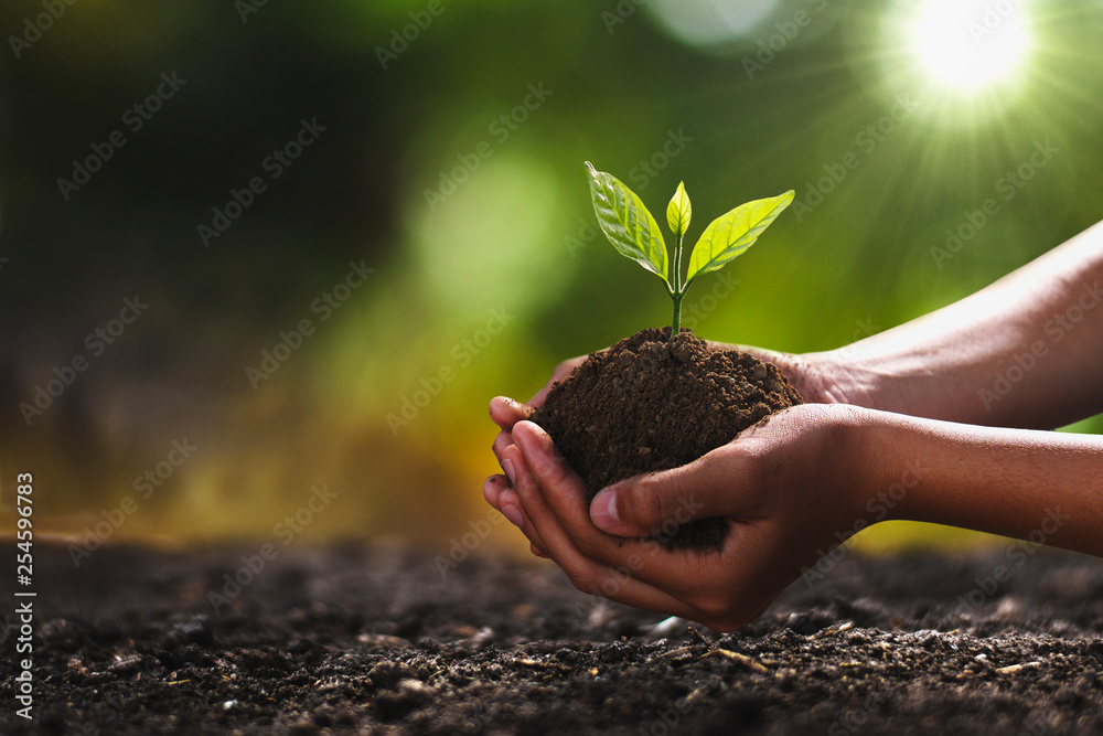 手持小树种植。概念绿色世界