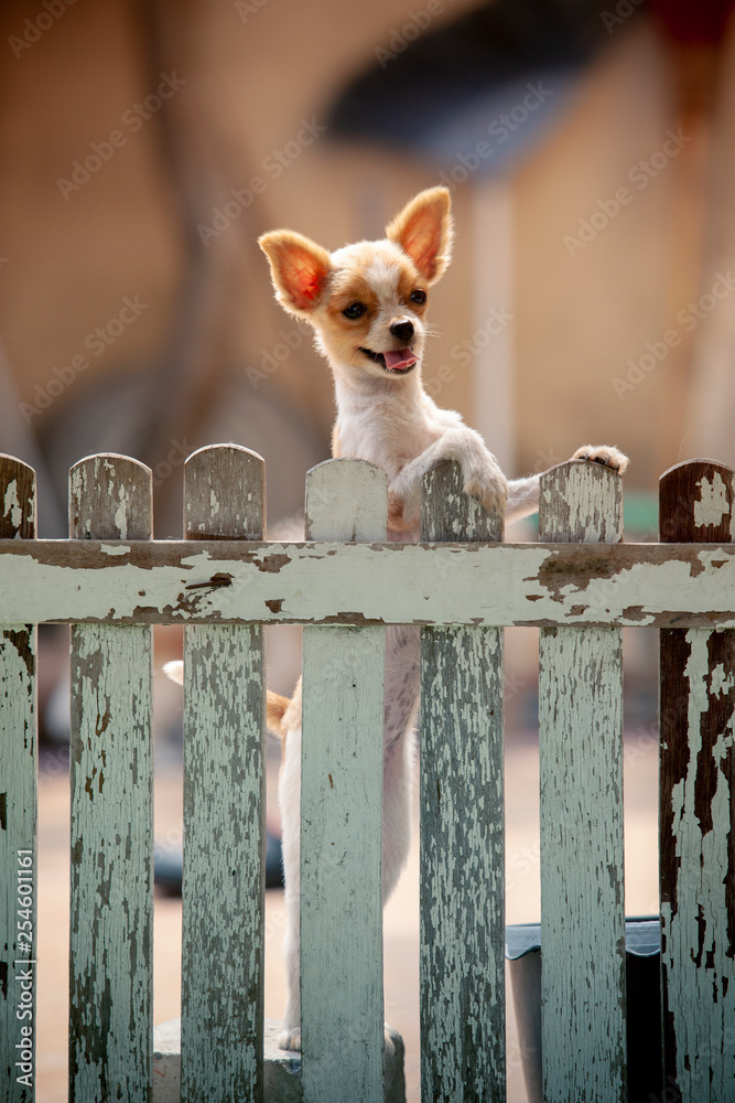 波美拉尼亚犬爬上家里的木栅栏外出的滑稽表情，可爱的