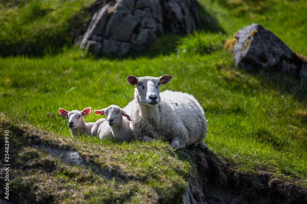 母亲和两只羊宝宝躺在草地上