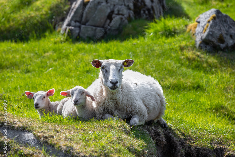 Mother and two baby sheep lying on a grass