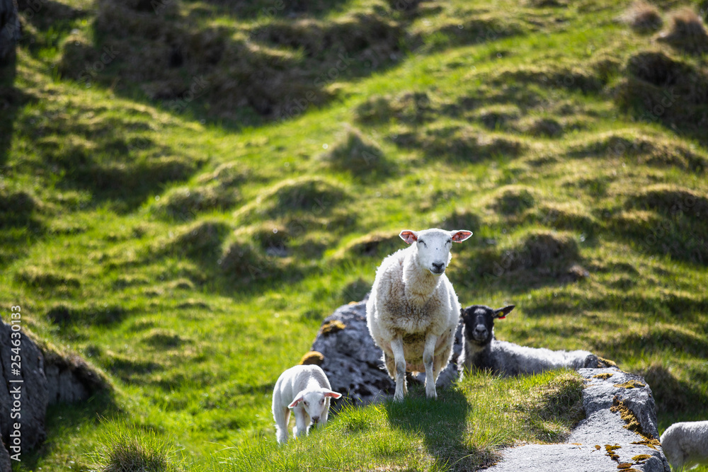 绵羊在长满青草的山坡上放牧和放松