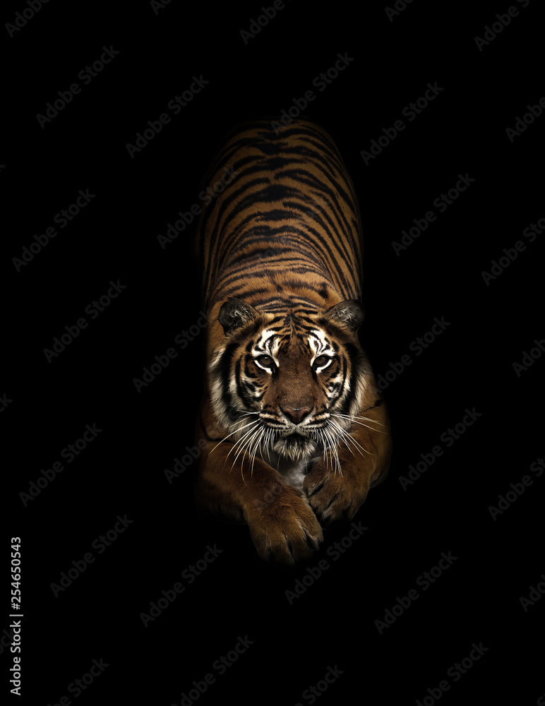 bengal tiger in the dark