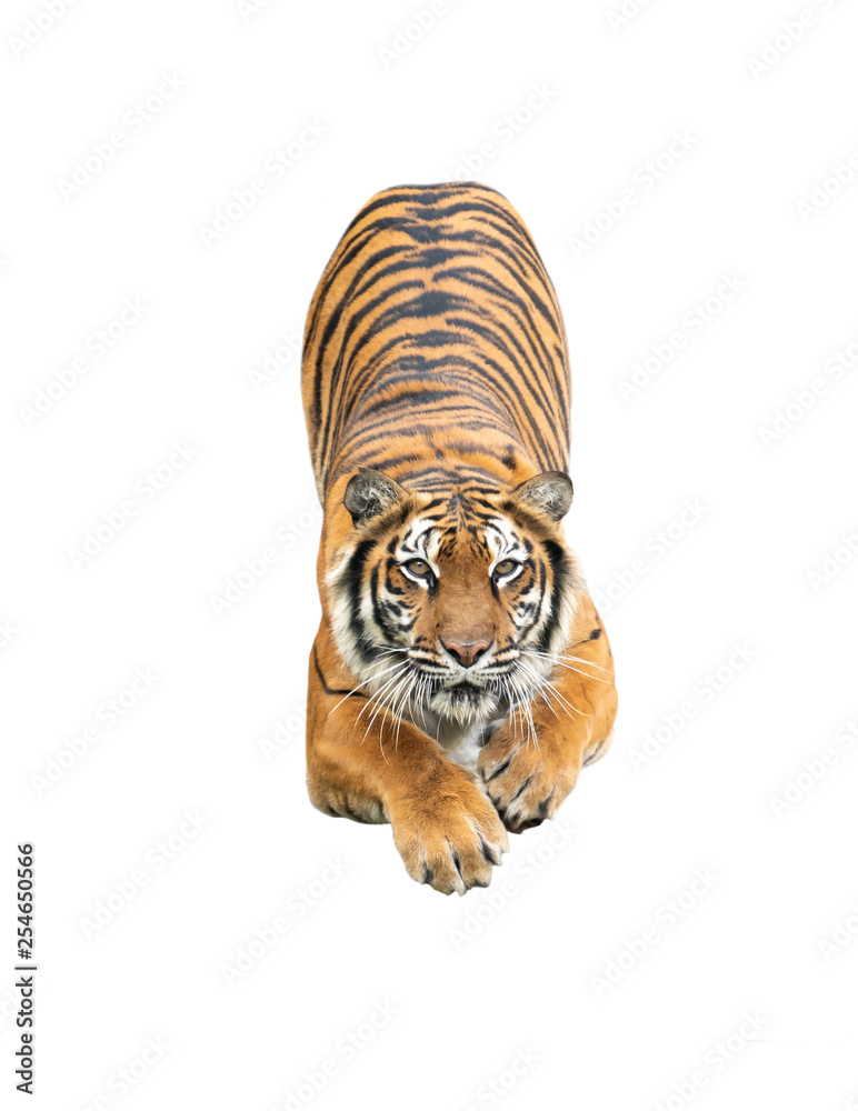 bengal tiger isolated