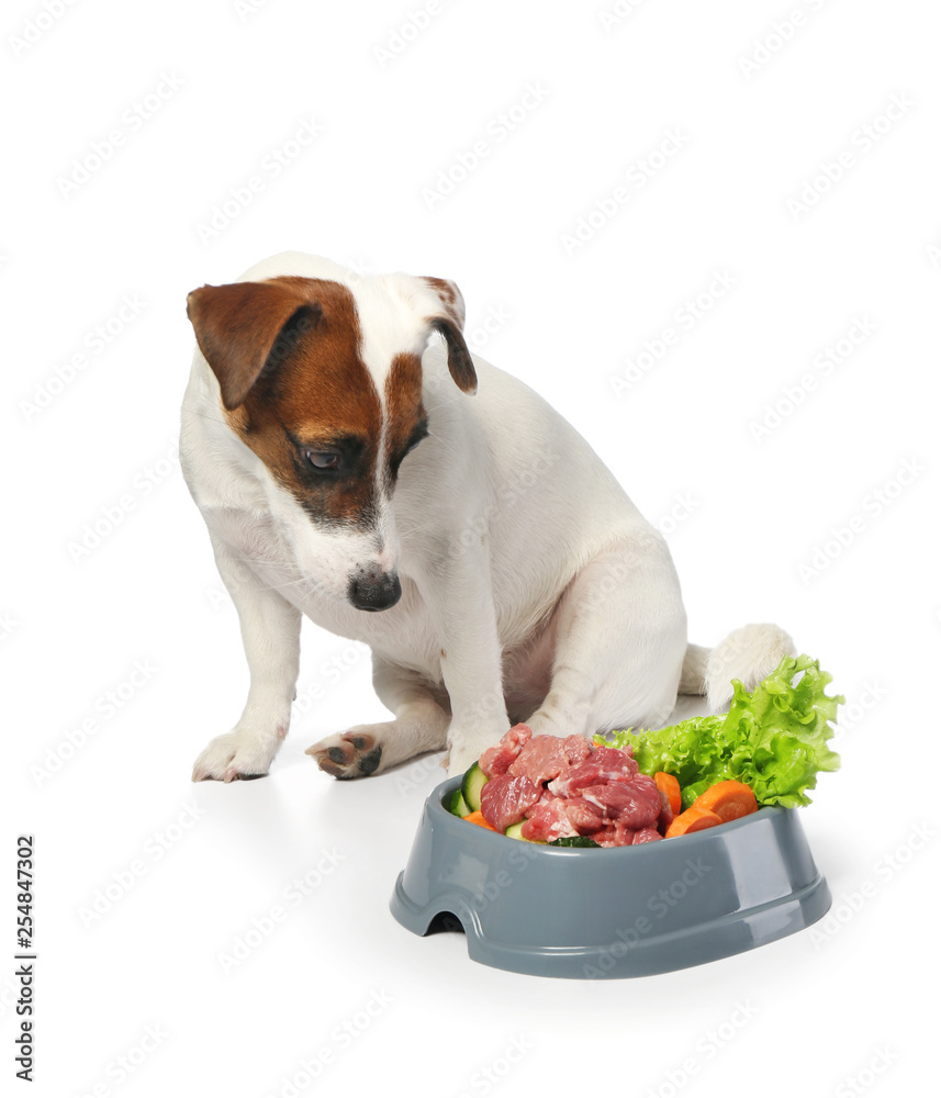 可爱有趣的狗和白底健康食品碗