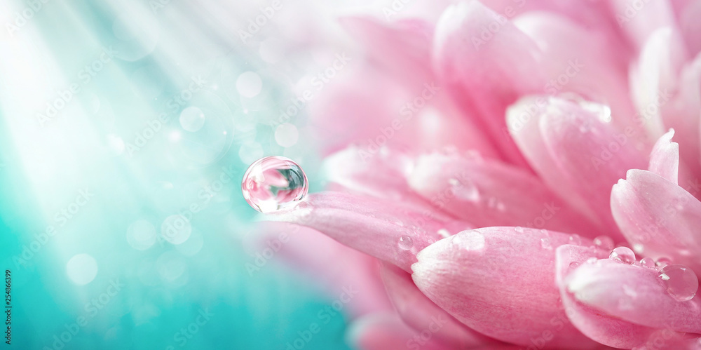 粉色菊花花瓣上美丽的一滴水晨露，带着夏春的倒影