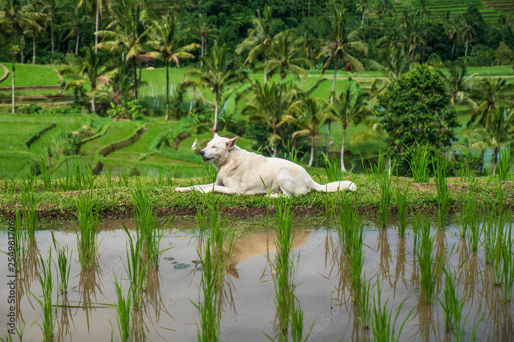 Jatiluwih稻田上的白狗，联合国教科文组织世界遗产，巴厘岛