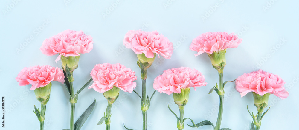美丽绽放的粉红色康乃馨，隔离在明亮的浅蓝色背景上，复制空间，平躺，t