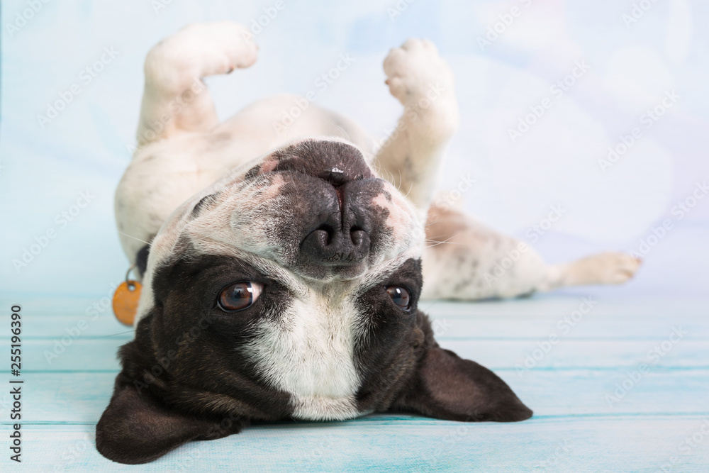 French bulldog posing over pastel background