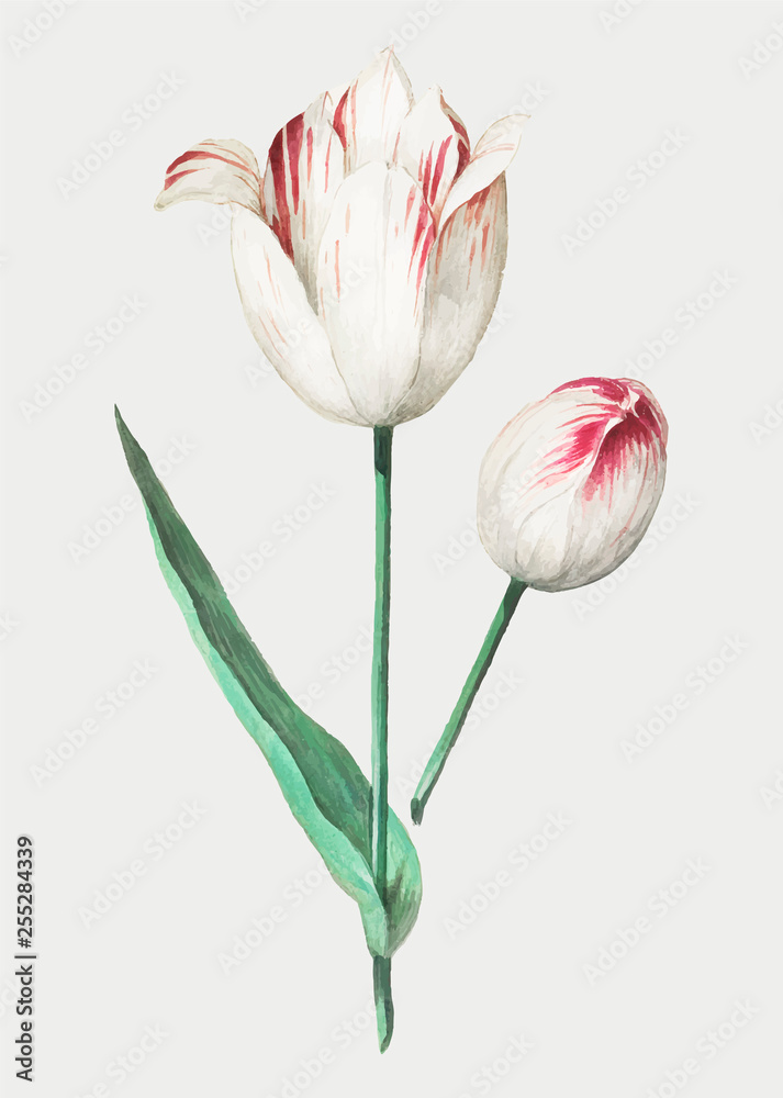 Tulip in vintage style