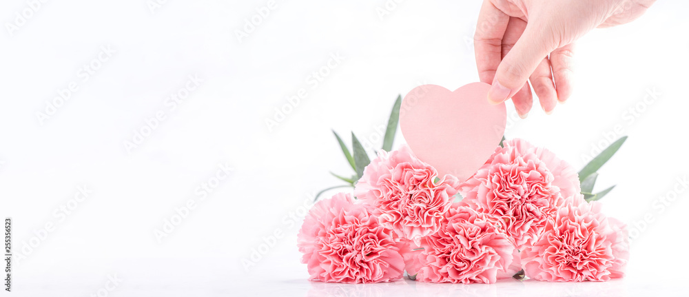 在明亮的白色背景下，优雅绽放的甜粉色嫩康乃馨俯视图