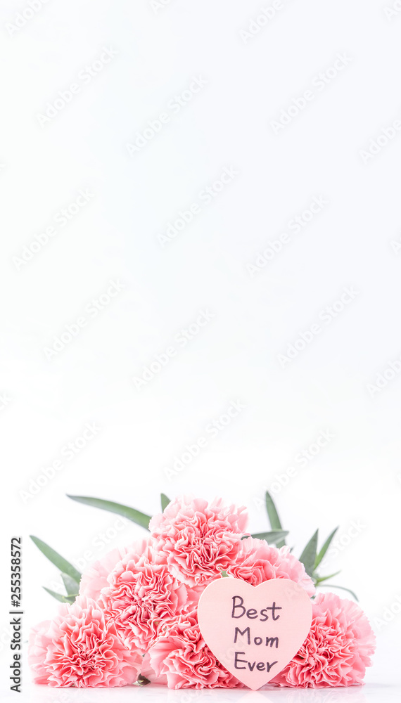 在明亮的白色背景下，优雅绽放的甜粉色嫩康乃馨俯视图