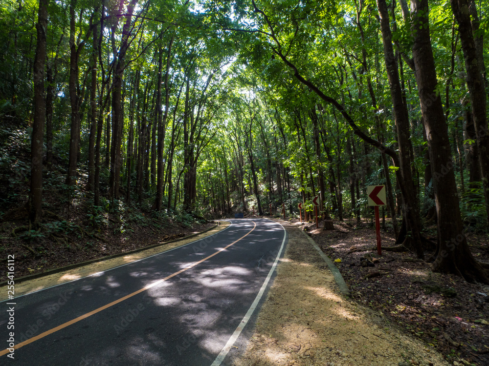 菲律宾博霍尔洛博克和比拉尔令人惊叹的人造桃花心木森林中的沥青路。11月。