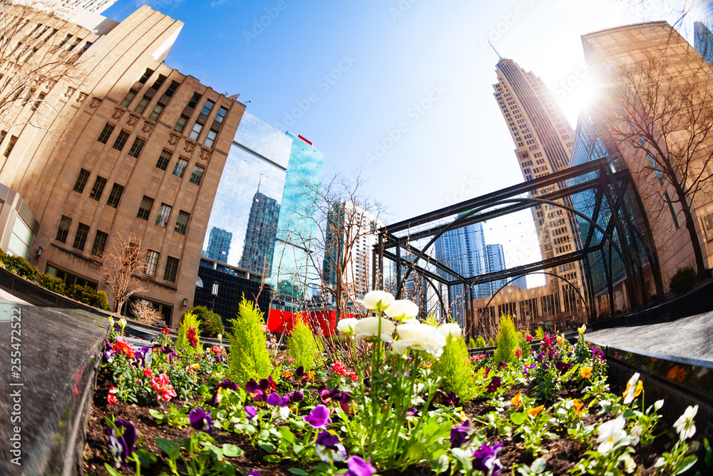 Flower bed and square in downtown of city Chicago