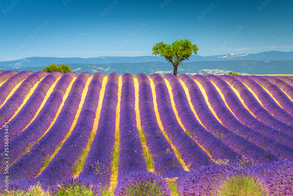 Summer landscape with violet lavender bushes in Provence, Valensole, France