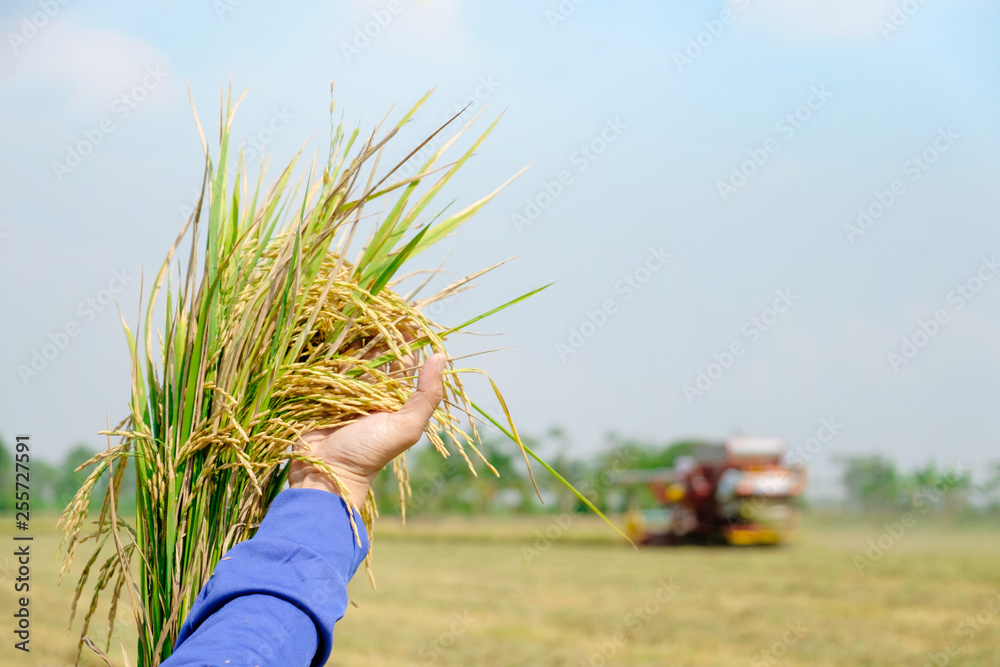 在稻田里温柔地抚摸着一棵年轻的水稻，在农场农业里用蓝天牵着水稻
