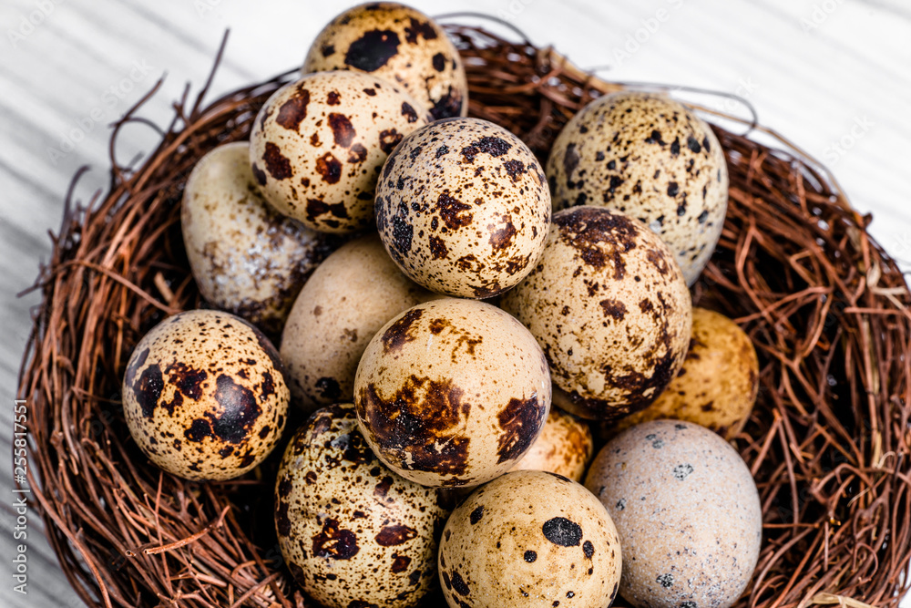 许多有机易碎的鹌鹑蛋，在树枝的巢中有棕色斑点。健康饮食。关闭