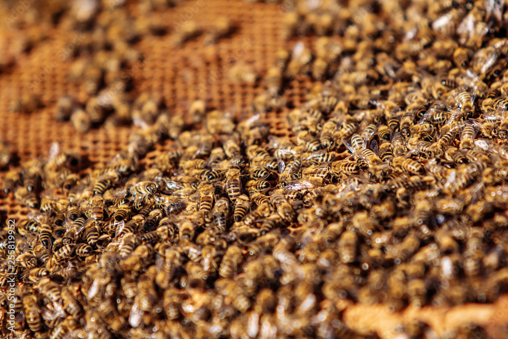 蜜蜂在蜂蜜细胞上工作的特写。蜜蜂在蜂窝上工作。蜜蜂在蜂巢上