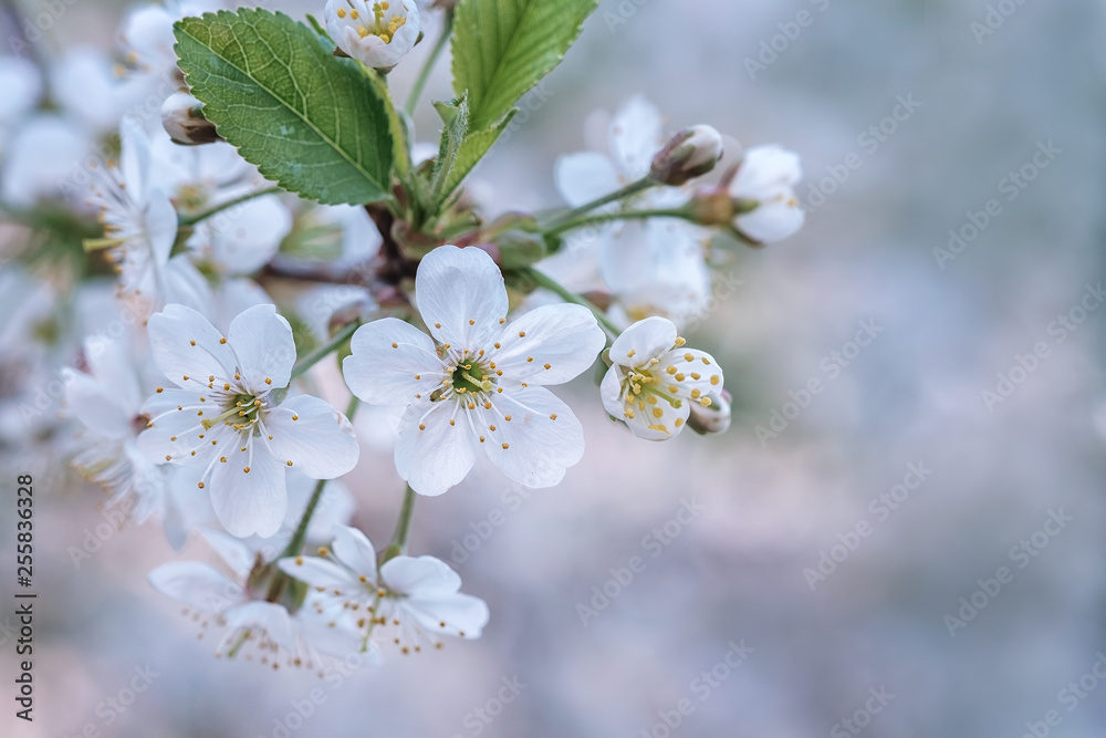春日樱花树开花枝条的特写。浅深度o的微距照片