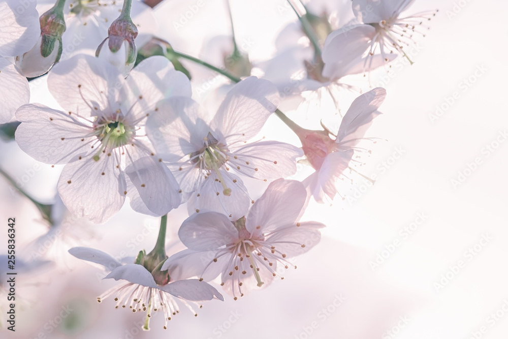 在阳光下，一棵樱花树的一根开花的树枝的特写。浅de的微距照片