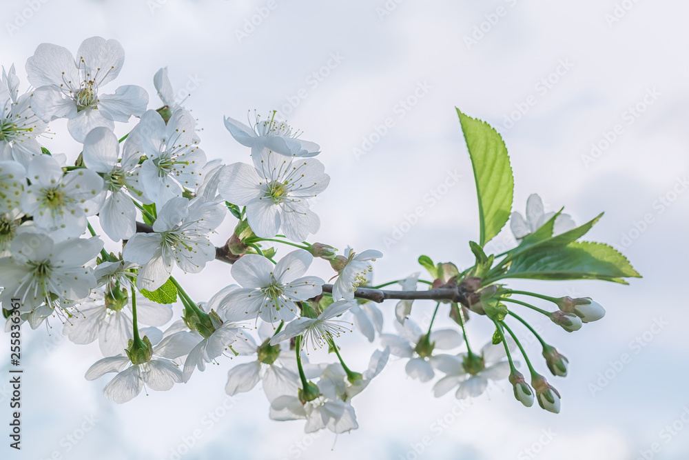 阳光明媚的春天，背光下一棵樱花树的花枝特写。微距照片智慧