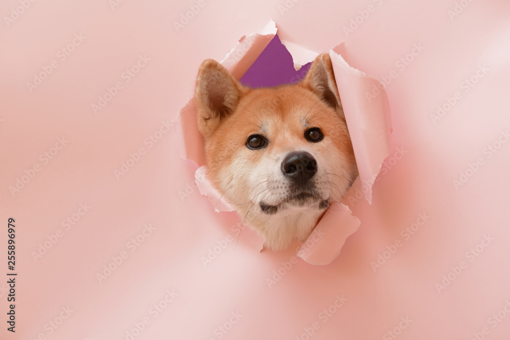 可爱的秋田犬从破彩纸上的洞里可以看到