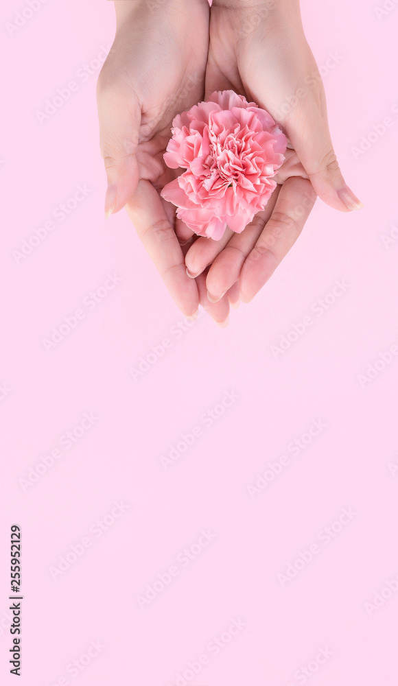 Woman giving a single elegance blooming baby pink color tender carnation isolated on bright pink bac