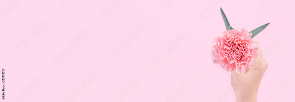 女人给了一个单一的优雅绽放的婴儿粉色温柔的康乃馨隔离在亮粉色的bac上