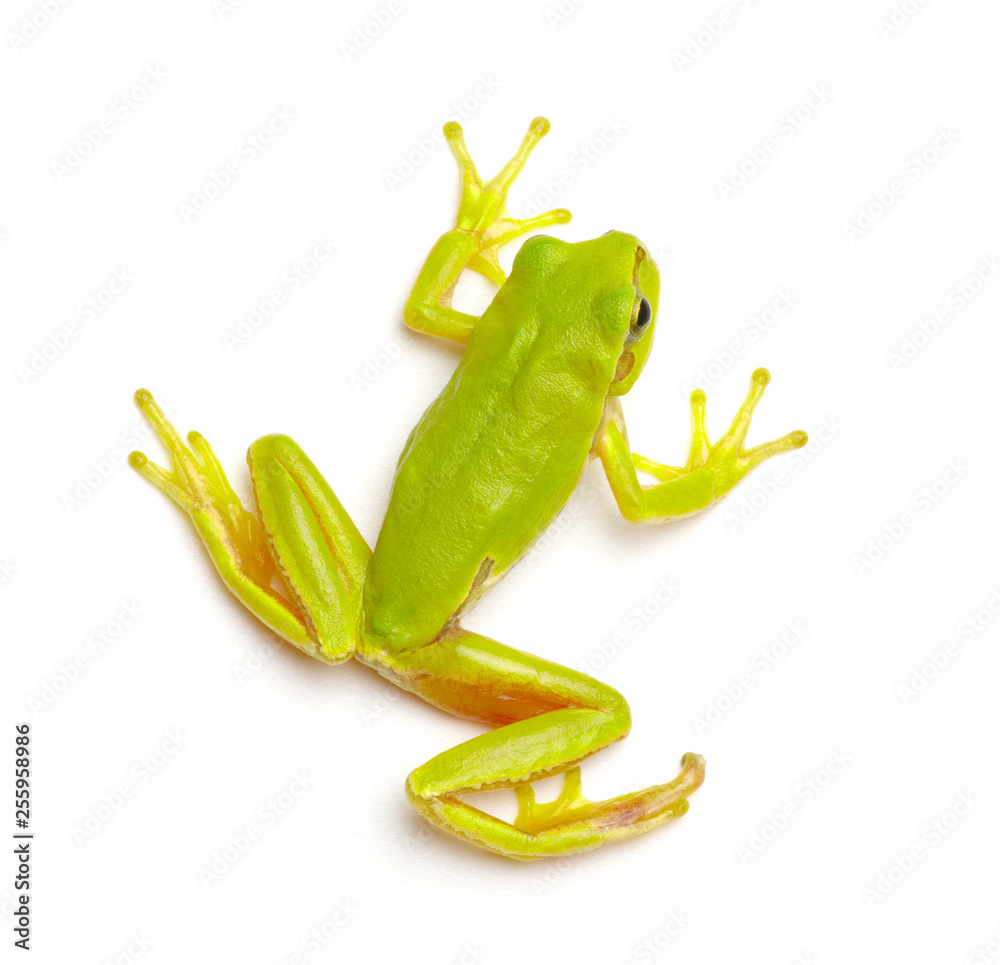 绿色树蛙