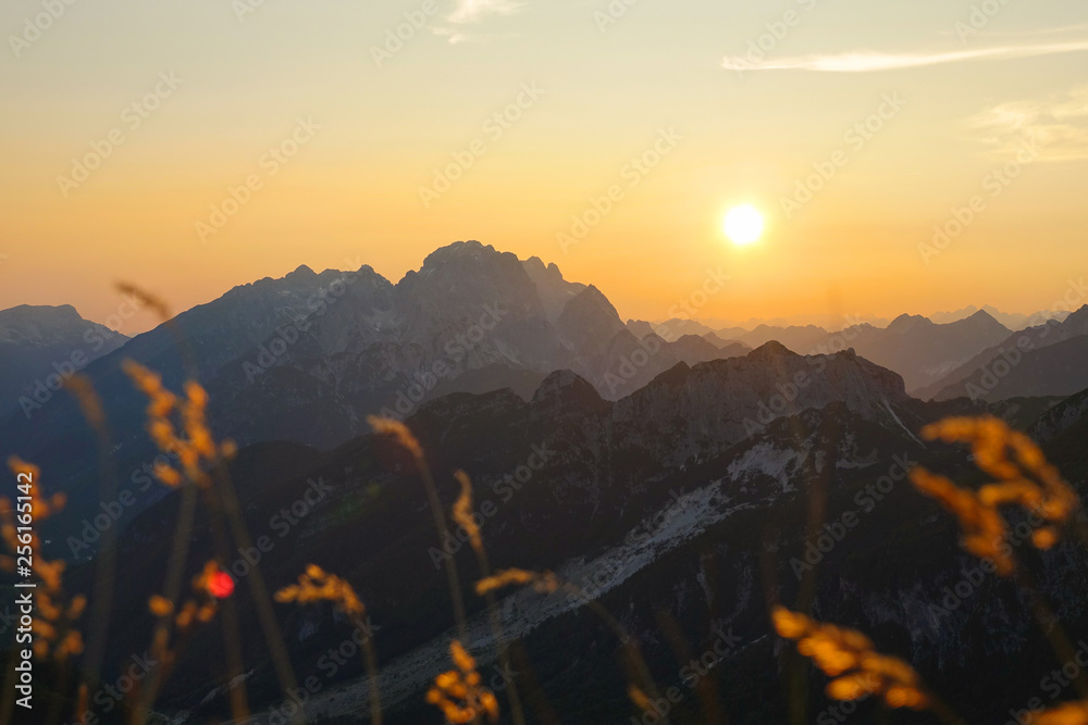 航空：在阿尔卑斯山一个美丽的夜晚，飞越金色的草茎。