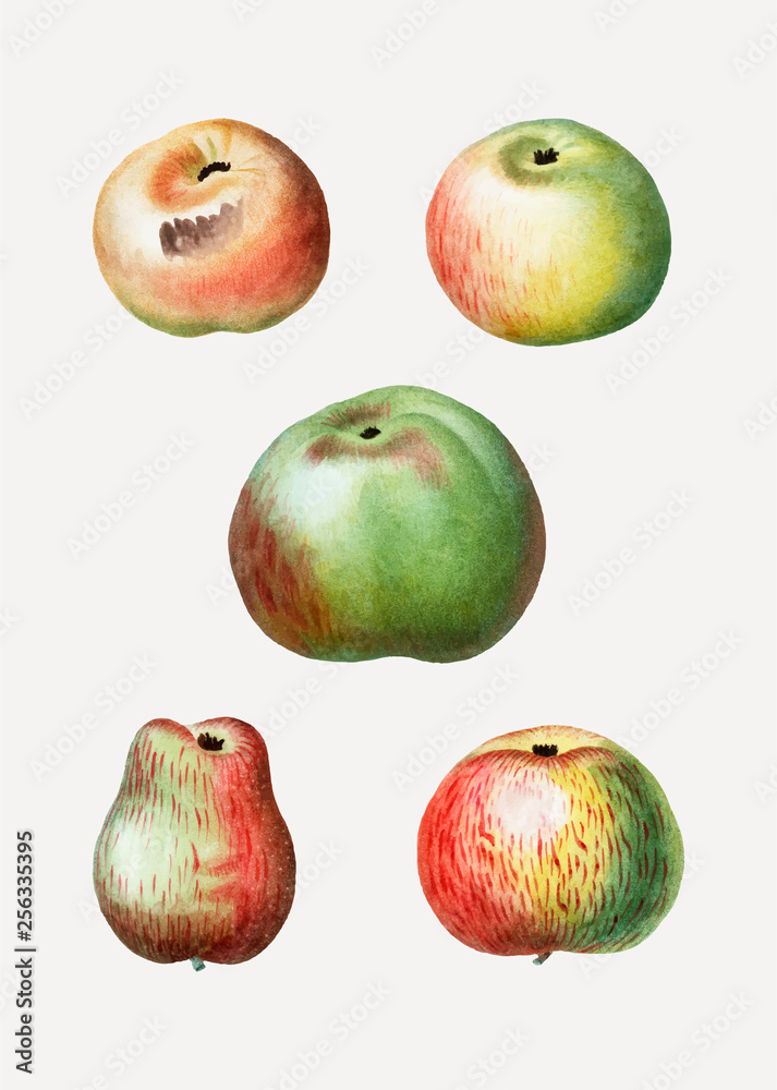 各种苹果类型