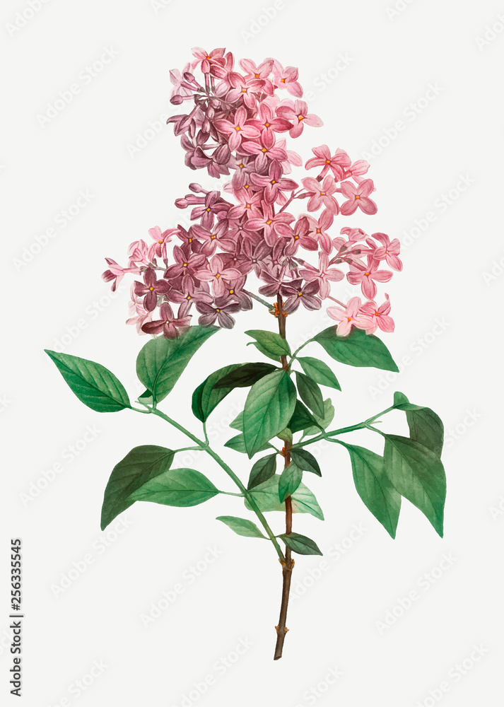 Chinese lilac