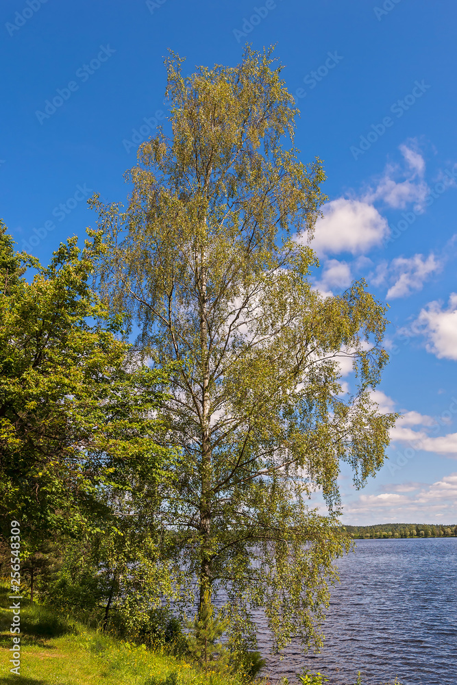 The birch tree on the bank of Vuoksi river near the city of Imatra.Finland