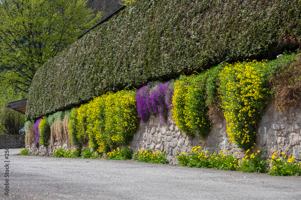 石栅栏上挂着五颜六色的花朵。居住和游客的生动社区