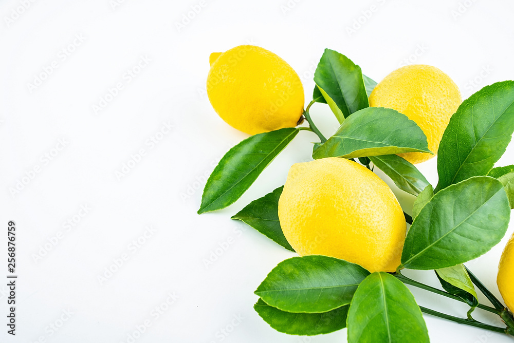 新鲜采摘的白底黄柠檬