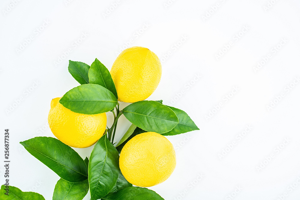 新鲜采摘的白底黄柠檬