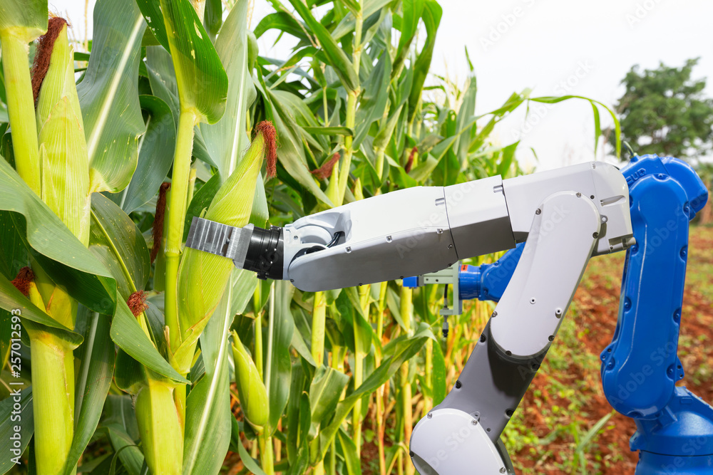 农业机器人辅助收割玉米分析玉米生长，智能农场概念