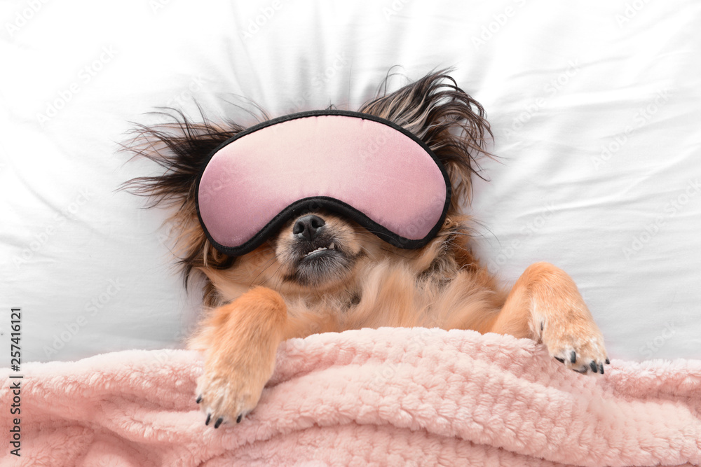 床上戴着睡眠面罩的可爱狗狗