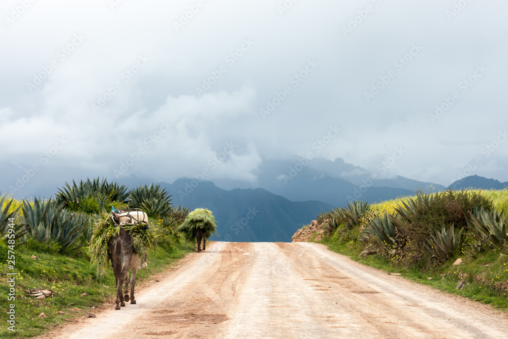 驴子在神圣的洛斯印加山谷的马拉斯山脉工作